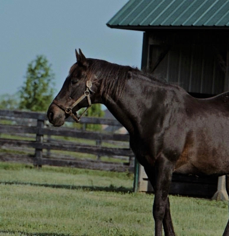 Silver Ray: The $30 Rescue That Inspired Giving Back